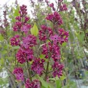 Syringa x. hyacinthiflora 'Declaration'