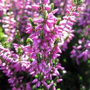 Calluna vulgaris 'Beauty Ladies Renate'