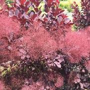 Cotinus coggygria 'Winecraft Black'