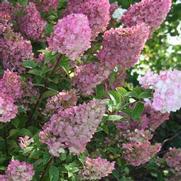 Hydrangea paniculata 'Strawberry Sundae'