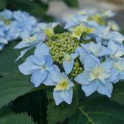 Hydrangea serrata 'Tuff Stuff Ah-Ha'