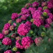 Hydrangea macrophylla 'Endless Summer Crush'