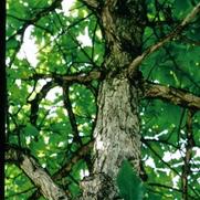Quercus alba Quercus alba