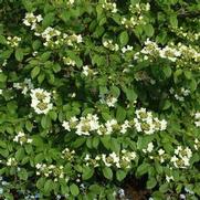 Viburnum plicatum v. tomentosum 'Summer Snowflake'