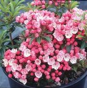 Kalmia latifolia 'Tiddlywinks' Kalmia latifolia 'Tiddlywinks'