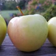 Malus domestica 'Ginger Gold'