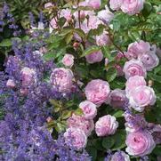 Rosa 'Olivia Rose Austin' Rosa 'Olivia Rose Austin'