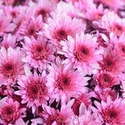 Chrysanthemum Garden Mum 'Carousel Pink' Chrysanthemum Garden Mum 'Carousel Pink'