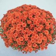 Chrysanthemum Garden Mum 'Mumosa Orange' Chrysanthemum Garden Mum 'Mumosa Orange'