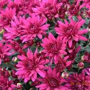 Chrysanthemum Garden Mum 'Poppin Purple' Chrysanthemum Garden Mum 'Poppin Purple'