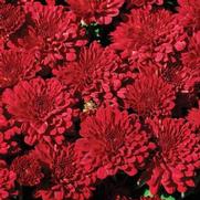 Chrysanthemum Garden Mum 'Red Ryder' Chrysanthemum Garden Mum 'Red Ryder'