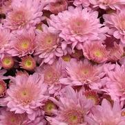 Chrysanthemum Garden Mum 'Wild Child Pink' Chrysanthemum Garden Mum 'Wild Child Pink'
