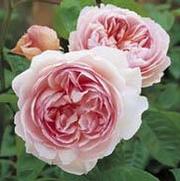 Rosa 'Gentle Hermione' Rosa 'Gentle Hermione'