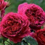 Rosa 'Heathcliff' Rosa 'Heathcliff'