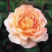 Rosa 'Tamora' Rosa 'Tamora'