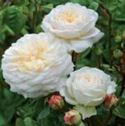 Rosa 'Tranquillity' Rosa 'Tranquillity'