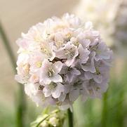 Armeria maritima 'Morning Star White'