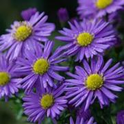 Aster 'Kickin Purple' Aster 'Kickin Purple'