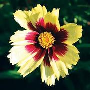 Coreopsis hybrid 'Super Star' Coreopsis hybrid 'Super Star'