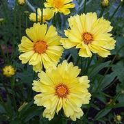 Coreopsis auriculata 'Leading Lady Sophia'