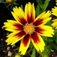 Coreopsis hybrid 'Golden Stardust' Coreopsis hybrid 'Golden Stardust'