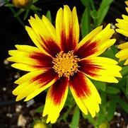 Coreopsis hybrid 'Golden Stardust'