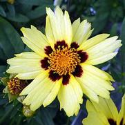 Coreopsis hybrid 'Uptick Cream & Red'