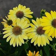 Echinacea purpurea 'Sombrero Summer Solstice'