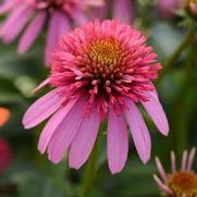 Echinacea purpurea 'Double Scoop Bubble Gum' Echinacea purpurea 'Double Scoop Bubble Gum'