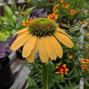 Echinacea purpurea 'Mellow Yellows' Echinacea purpurea 'Mellow Yellows'