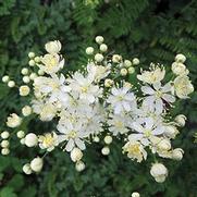 Filipendula vulgaris 'Hexapetala' Filipendula vulgaris 'Hexapetala'