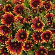 Gaillardia grandiflora 'Spin Top Orange Halo' Gaillardia grandiflora 'Spin Top Orange Halo'