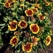 Gaillardia grandiflora 'Spin Top Red Starburst'