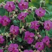 Geranium macrorhizum 'Bevans' Geranium macrorhizum 'Bevans'