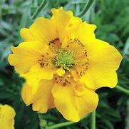 Geum chiloense 'Lady Stratheden'