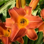 Hemerocallis hybrid 'Bright Sunset'