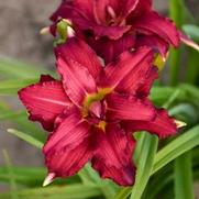 Hemerocallis hybrid 'Double Pardon Me'