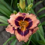 Hemerocallis hybrid 'Hungry Eyes'