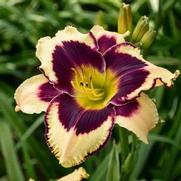 Hemerocallis hybrid 'Inkheart'