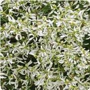 Euphorbia polychroma 'Breathless White'