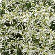 Euphorbia polychroma 'Breathless White' Euphorbia polychroma 'Breathless White'