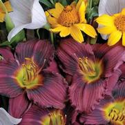 Hemerocallis hybrid 'Little Grapette'