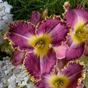 Hemerocallis hybrid 'Raspberry Eclipse'