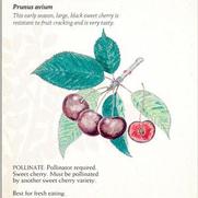 Prunus avium 'Rynbrandt' Prunus avium 'Rynbrandt'