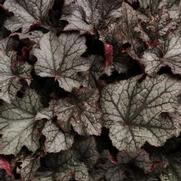 Heuchera x. villosa 'Carnival Plum Crazy' Heuchera x. villosa 'Carnival Plum Crazy'