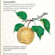 Pyrus pyrifolia 'Shinko' Pyrus pyrifolia 'Shinko'