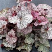 Heuchera hybrid 'Northern Exposure Silver'