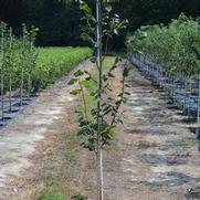 Tilia cordata 'Greenspire' Tilia cordata 'Greenspire'