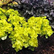 Heuchera hybrid 'Lemon Supreme' Heuchera hybrid 'Lemon Supreme'