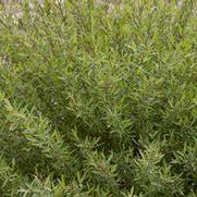 Salix purpurea 'Nana' Salix purpurea 'Nana'